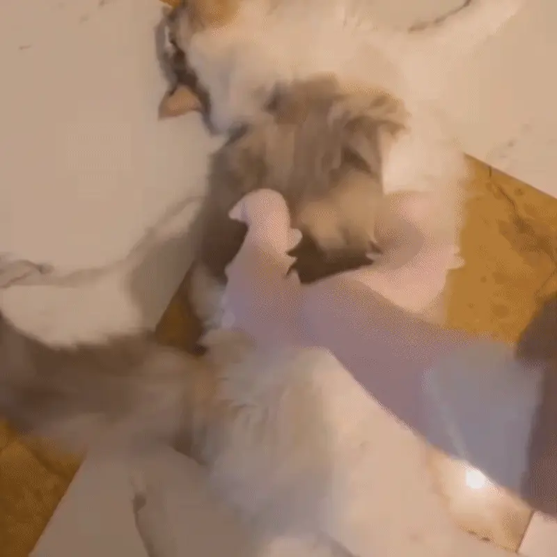 <p style="font-weight: 400;">Ce jouet pour chat, à la fois rigolo et amusante, pourrait bien devenir le nouveau passe-temps préféré de votre minou. Sa matière en peluche souple, avec un rembourrage bien épais, rend chaque contact aussi moelleux qu’un câlin adorable.</p> <p style="font-weight: 400;"><span style="font-weight: 400;">Il suffit d tirer doucement la tige de ce jouet chat pour que l’autre extrémité vienne envelopper tendrement son cou, sa poitrine ou même son ventre, comme dans une petite étreinte « sandwichée ». Et ce n’est pas tout ! En alternant les gestes de poussée ou de traction, la magie continue : votre miaou profite d’un massage maison fantastique… et vous devenez son masseur préféré. </span></p> <p style="font-weight: 400;">Avantage:</p> <ul style="font-weight: 400;"> <li>Ce jouet pour chat interactif renforce les liens entre vous et votre miaou, tout en capturant confortablement son cou, sa poitrine ou son ventre façon « sandwich » craquant.</li> <li>Son revêtement en peluche épaisse et son rembourrage en coton PP et mousse PE créent un contact moelleux sans plier la tige, agréable à griffer ou à câliner.</li> <li>Idéal pour les jeux du soir avant dodo, il aide votre chat à se calmer, ou même à profiter d’un petit massage grâce aux gestes répétés de poussée et de traction.</li> <li>Sa légèreté et l’absence de composants dangereux assurant une utilisation sans fatigue pour vous et en toute sécurité pour les félins.</li> </ul> <p style="font-weight: 400;">[custom_combined_shortcode title=" Matériau" id="64486"][custom_combined_shortcode title=" Guide de tailles" id="64485"] [cg_accordion title="Livraison"] La livraison s’effectuera dans un délai de 7 à 28 jours ouvrables dès la validation de votre commande. <span lang="FR"> </span>[/cg_accordion][cg_accordion title="Retour"] Si, pour quelque raison que ce soit, vous n'êtes pas pleinement satisfait, une demande de retour serait possible dans les 14 jours suivant la réception. [/cg_accordion]</p>