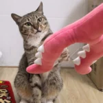 Un chat tigré joue avec un jouet pour chat rose en fourche peluche