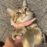 Un chat tigré allongé sous un jouet pour chat rose en forme de fourche